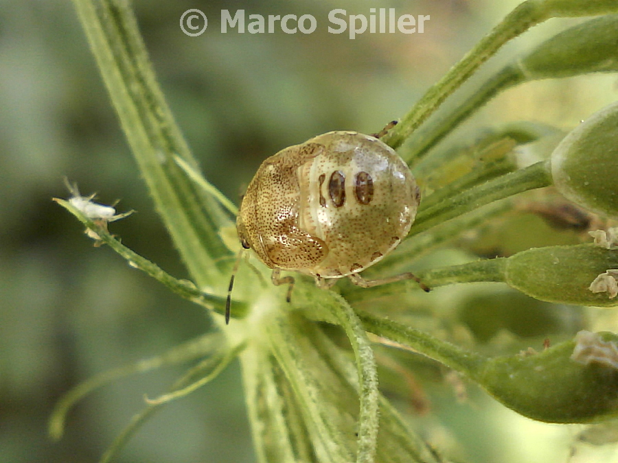 Ninfa di montagna da identificare